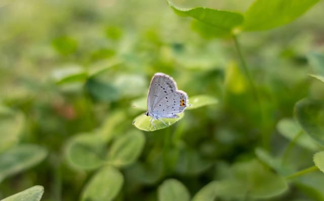 The first butterfly I photographed