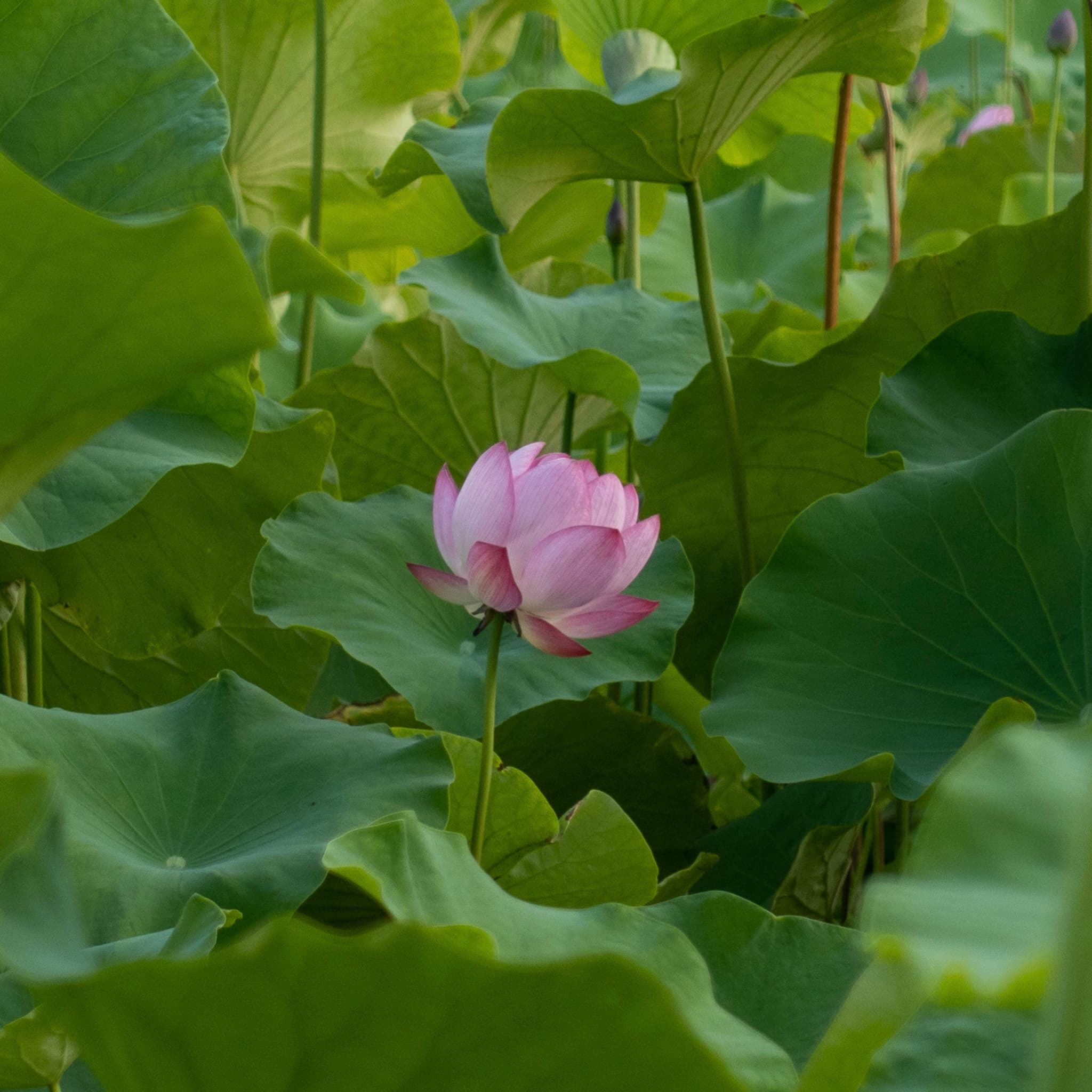 Another Lotus