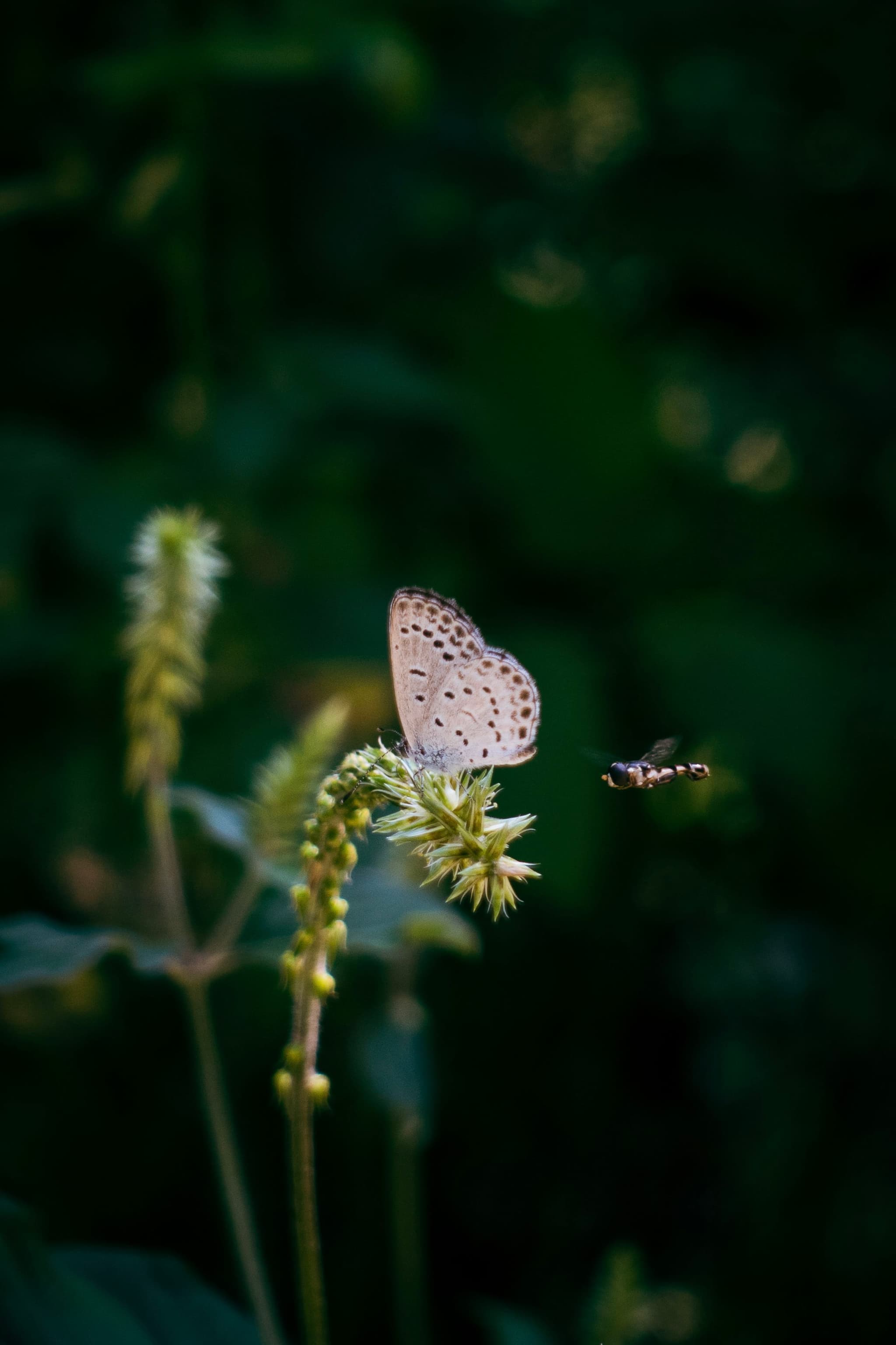 Butterfly and Horsefly