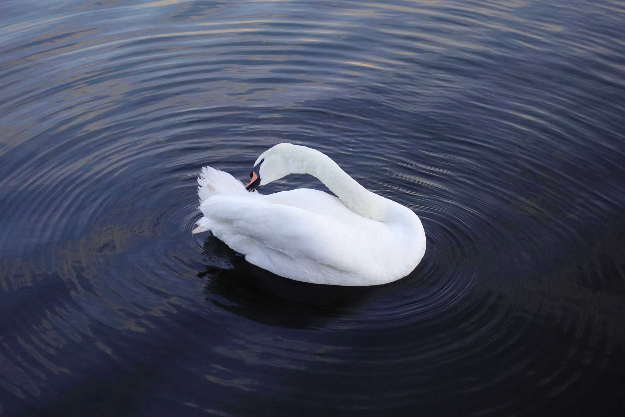 Swans in Hyde Park on New Year's Day