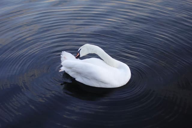 Swans in Hyde Park on New Year's Day