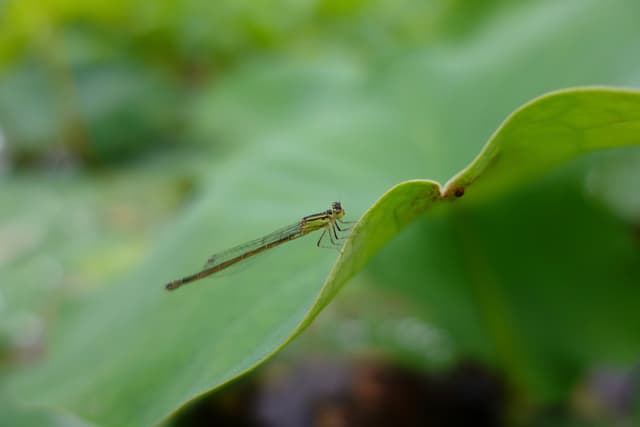 The first dragonfly I photographed