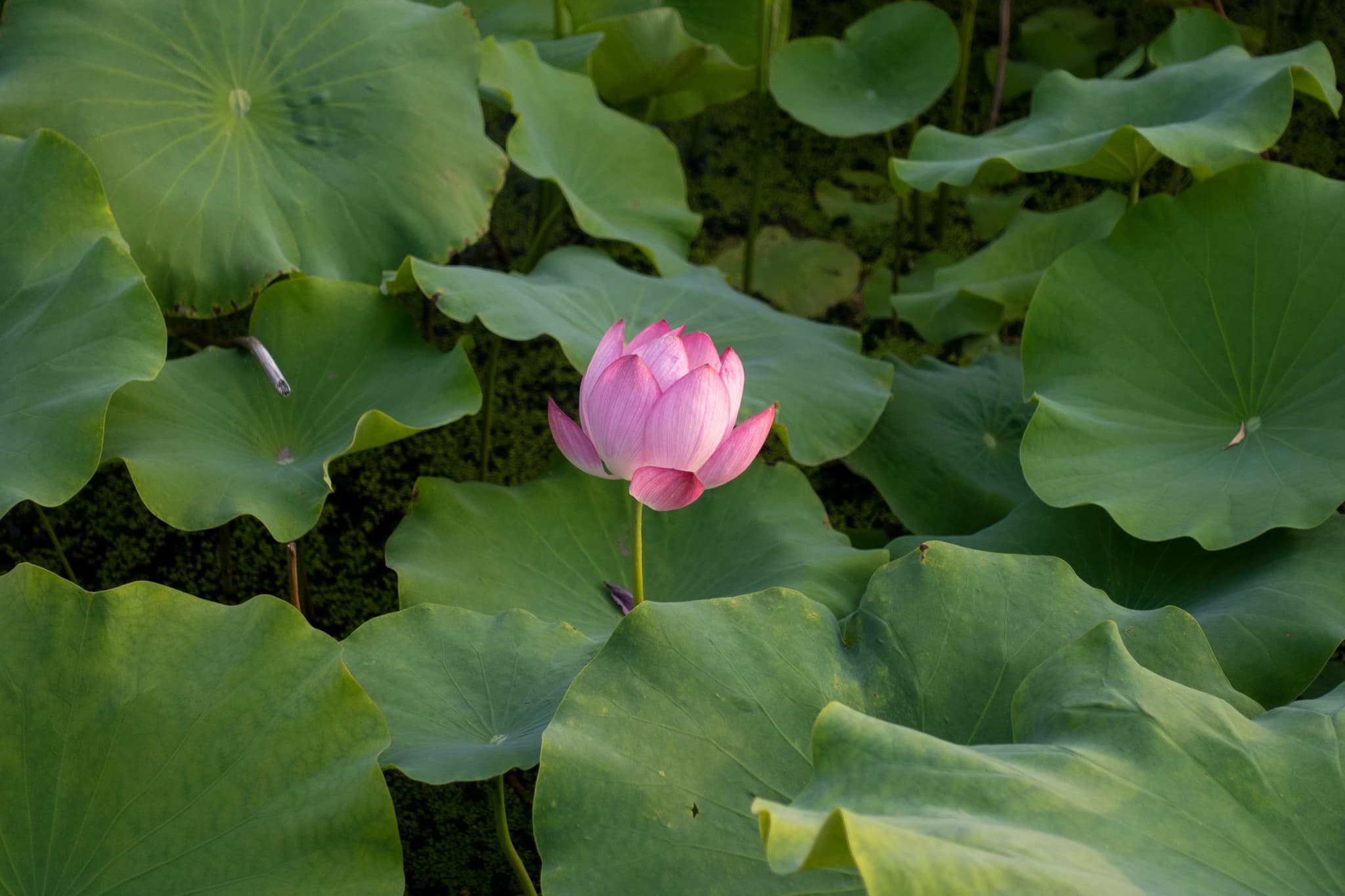 Lotus