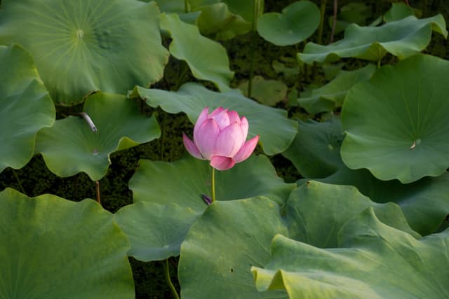 Lotus